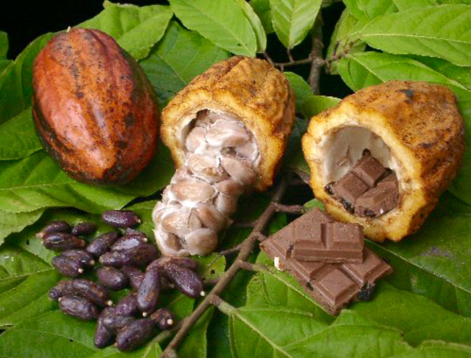 El maestro molendero de chocolate de La Mota. Mayo 1752