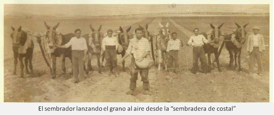 Siembra de cereales a voleo