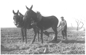 Yunta de Mulas (E. Riquelme)